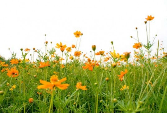 ΜΑΙΟΣ ΠΡΩΤΟΜΑΓΙΑ